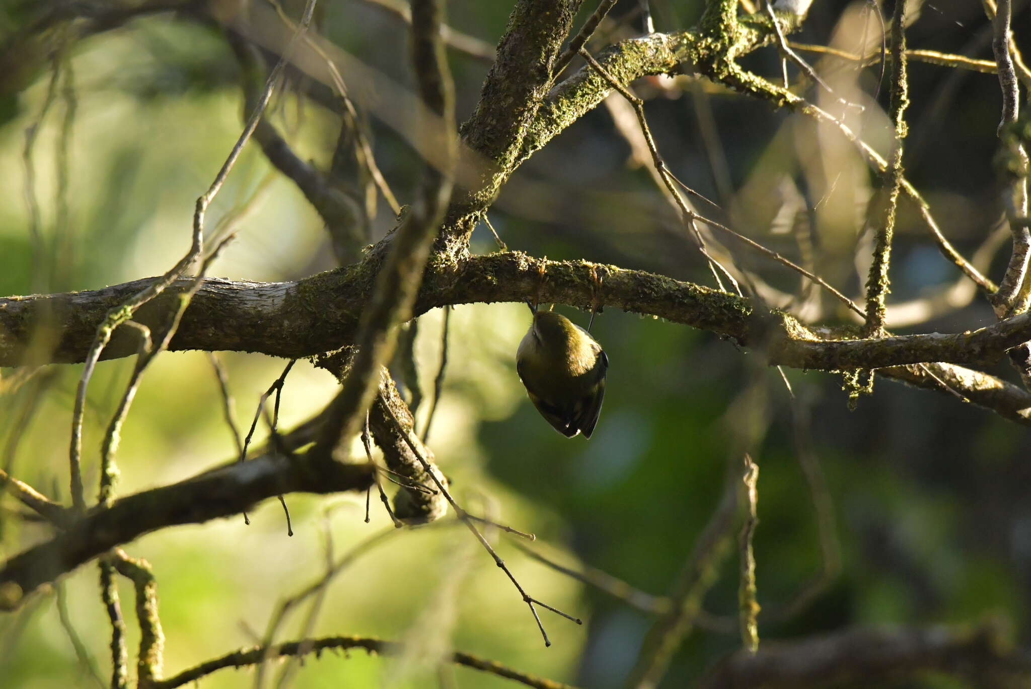 Acanthisitta chloris granti Mathews & Iredale 1913 resmi