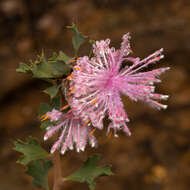 Imagem de Isopogon baxteri R. Br.