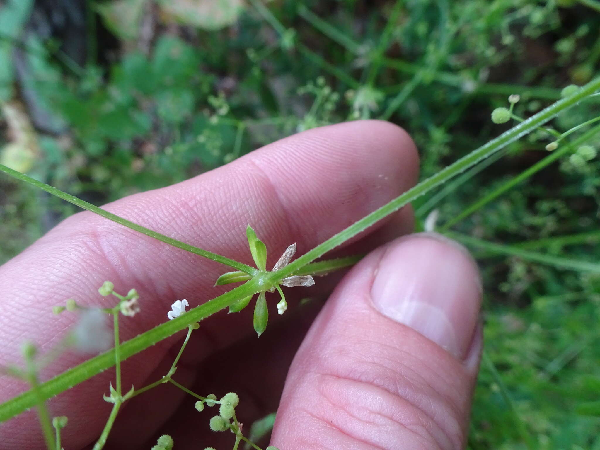 Galium mexicanum Kunth resmi