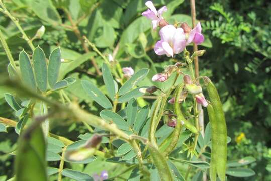 Tephrosia polystachya E. Mey.的圖片