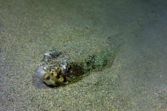 Image of Atlantic Lizardfish