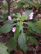 Image of Impatiens tuberosa H. Perrier