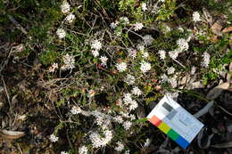 Image of Leionema microphyllum (F. Müll.) Paul G. Wilson