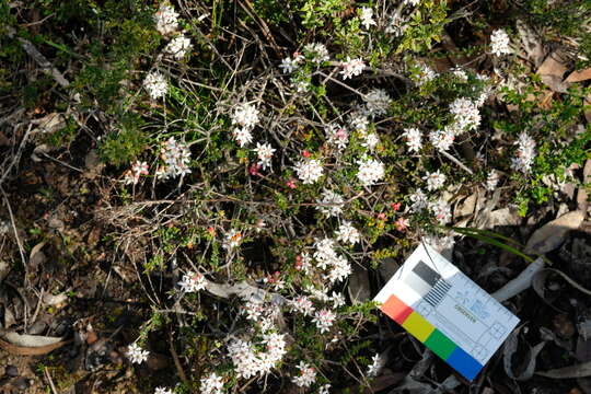 Image of Leionema microphyllum (F. Müll.) Paul G. Wilson