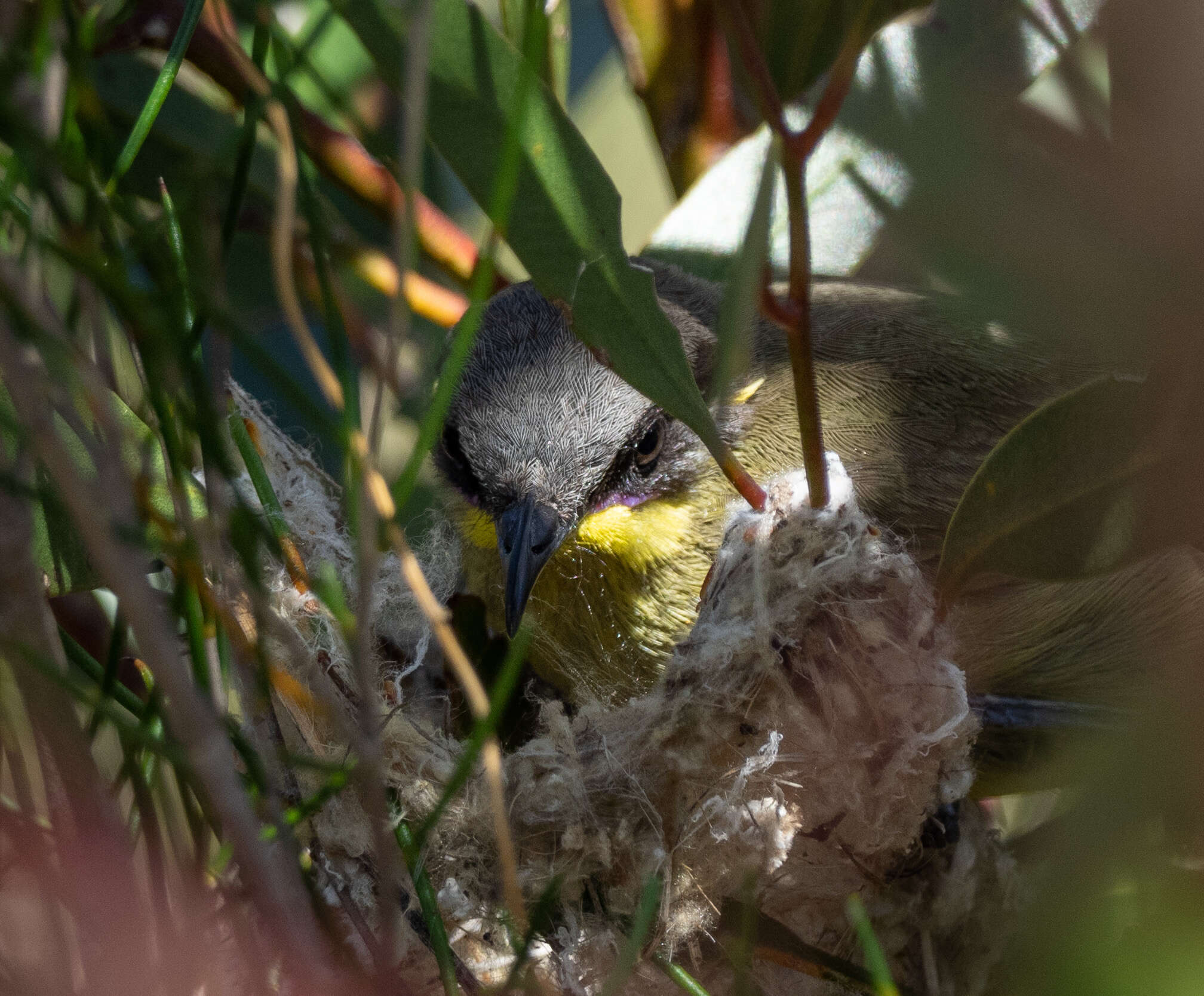 صورة Lichenostomus cratitius (Gould 1841)