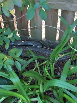 Image of Morelia spilota mcdowelli Wells & Wellington 1984