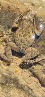 Image of Northern Flinders Ranges froglet