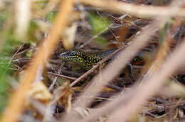 Image of Western Glossy Swamp Skink