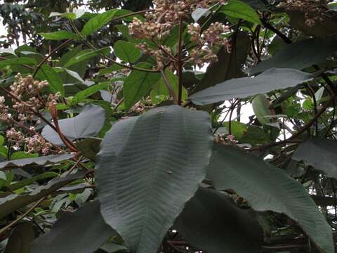 Image of Miconia bubalina (D. Don) Naud.