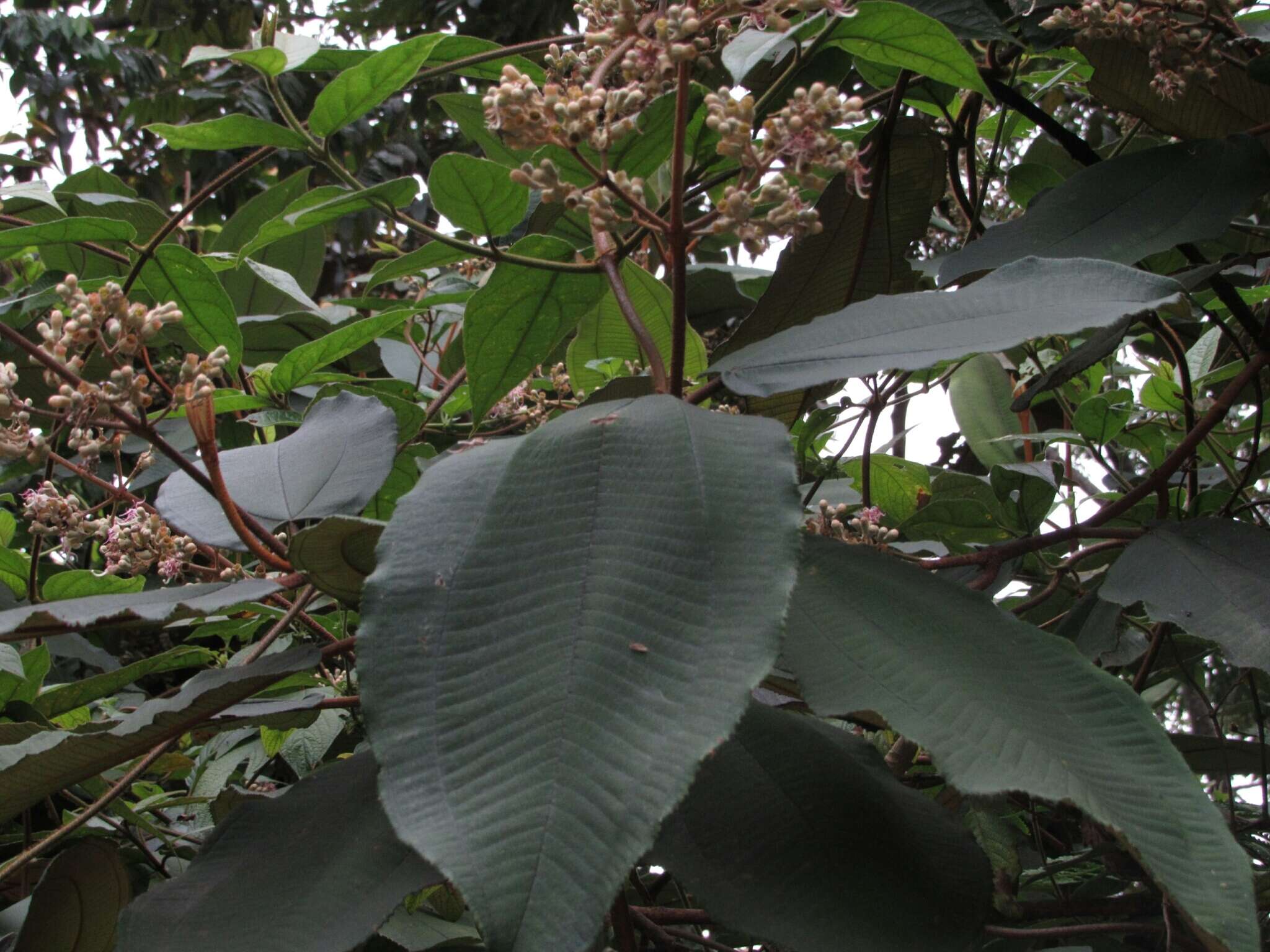 Image of Miconia bubalina (D. Don) Naud.