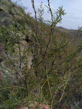 Image of Caragana pygmaea (L.) DC.