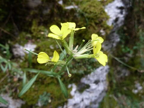 صورة Erysimum maremmanum