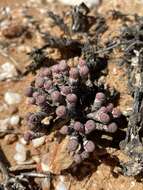 Image of Conophytum minutum (Haw.) N. E. Br.