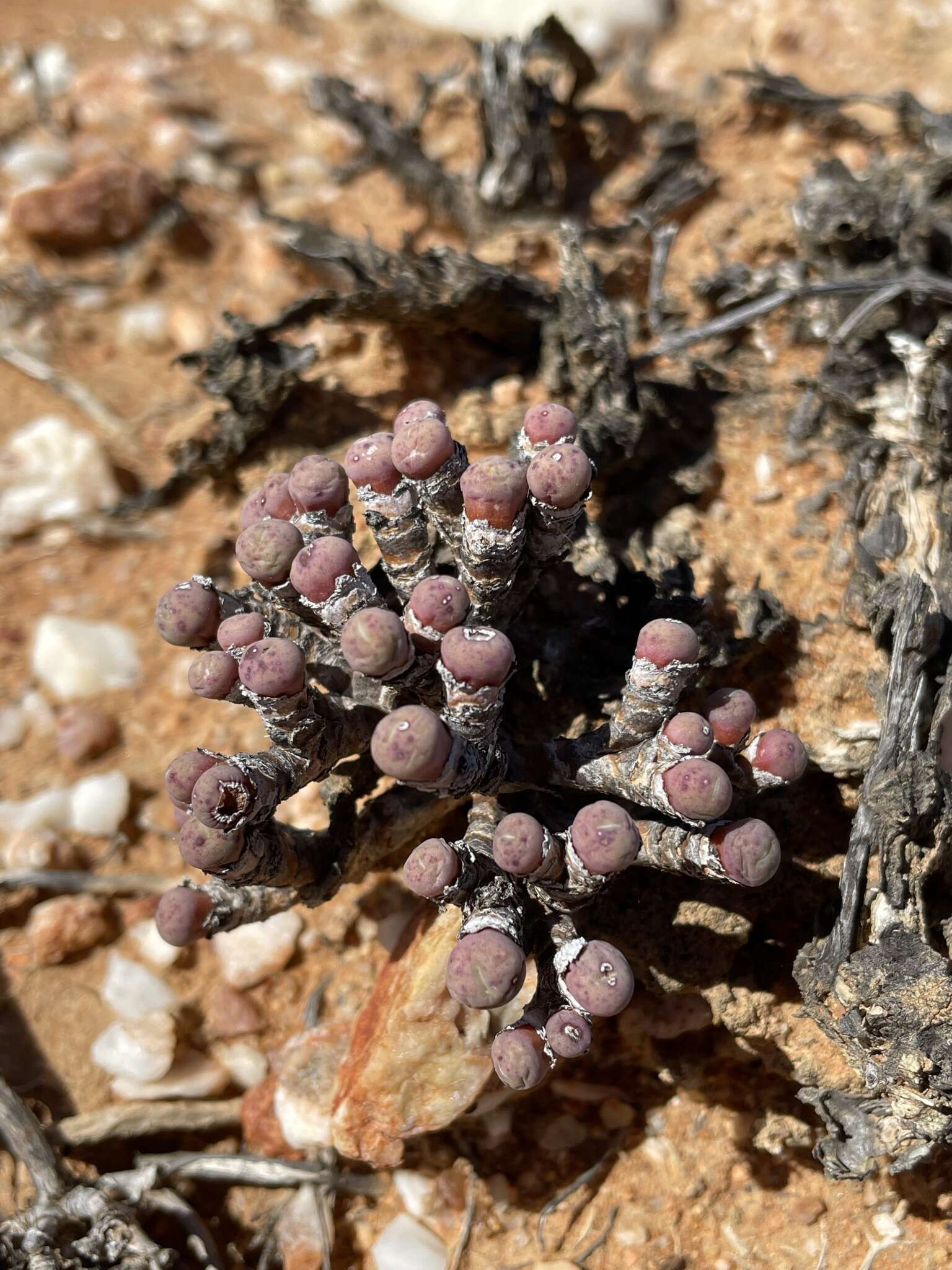 Image of Conophytum minutum (Haw.) N. E. Br.