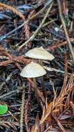 Image of Entoloma bicoloripes (Largent & Thiers) Noordel. & Co-David 2009