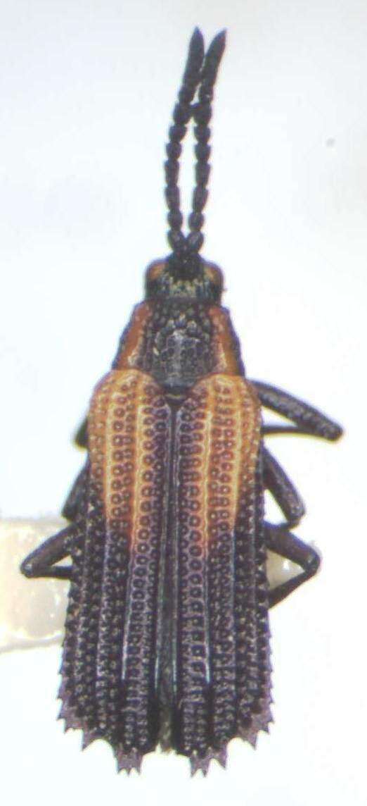 Image of Pentispa clarkella (Baly 1886)