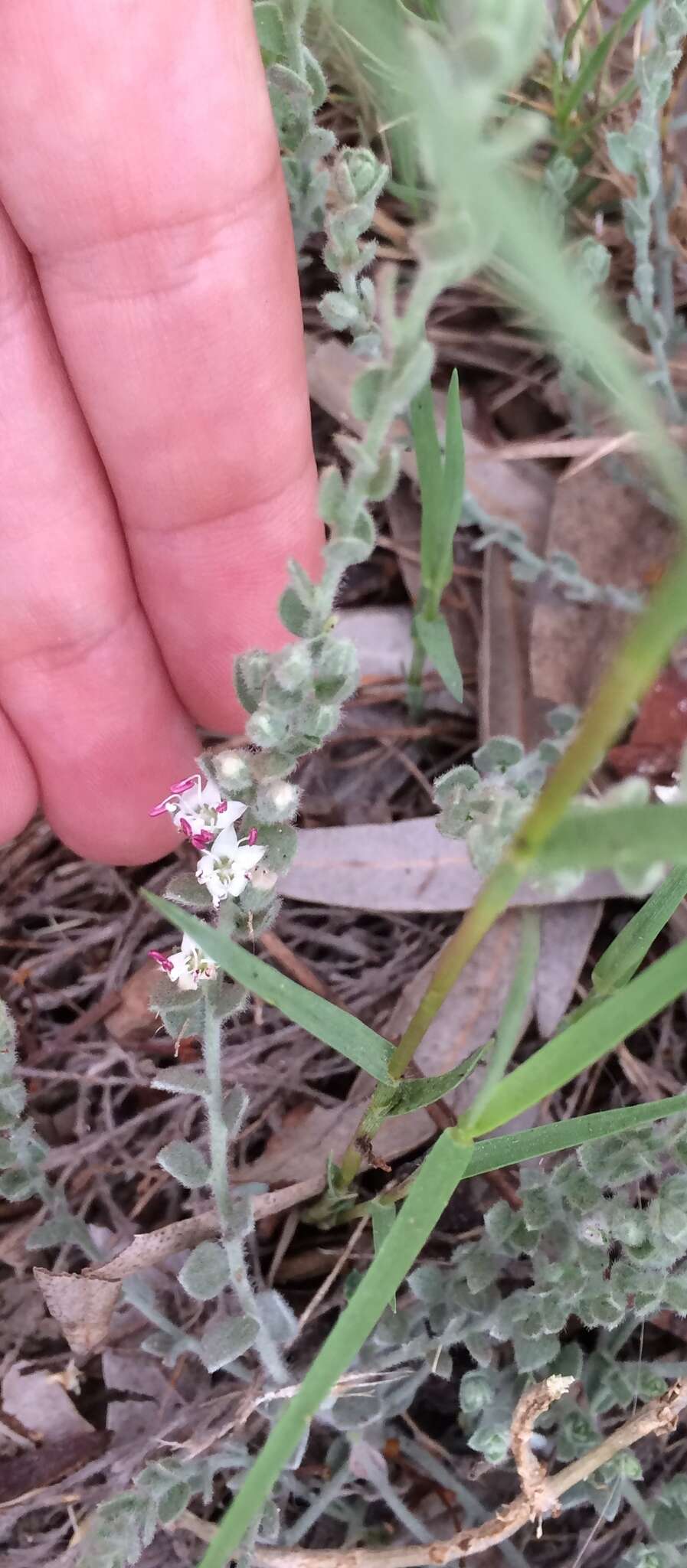 Image of spreading alkaliweed