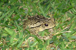 Image of Gulf Coast toad