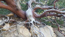 Image of pinkbracted manzanita