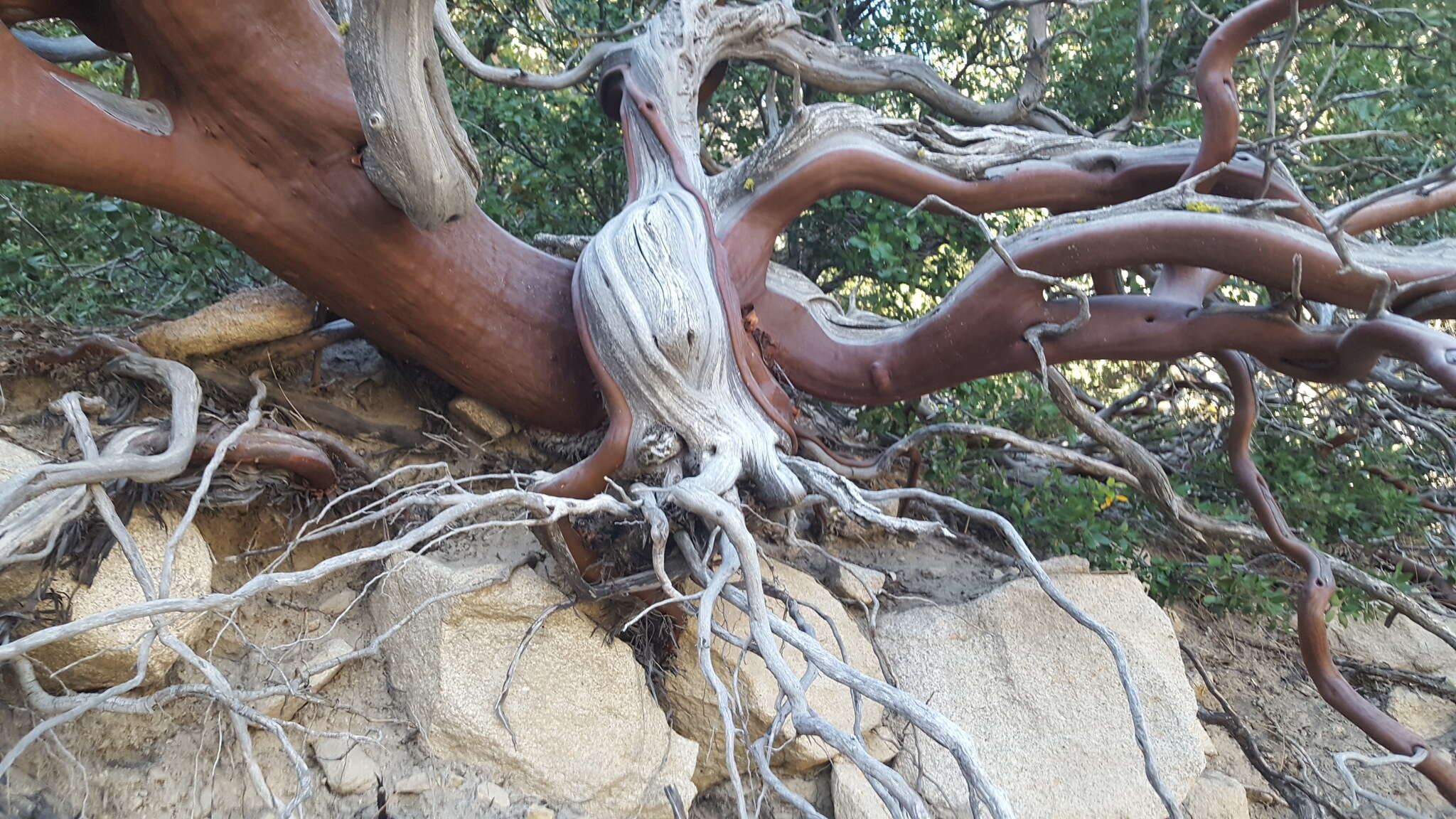 Image of pinkbracted manzanita