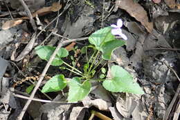 Image of Sand Violet