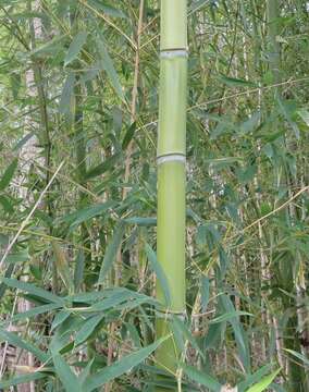 Phyllostachys aurea (André) Rivière & C. Rivière resmi