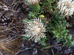 Image de Cirsium quercetorum (A. Gray) Jepson