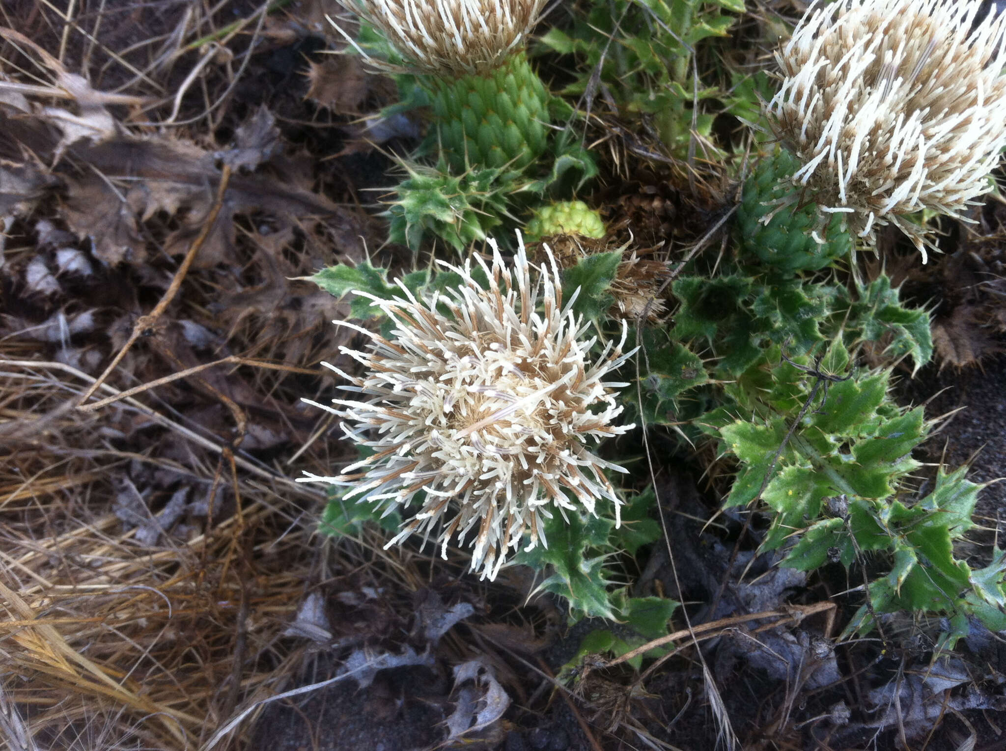 Image of Alameda County thistle