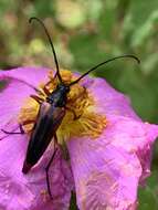 Pedostrangalia (Neosphenalia) emmipoda (Mulsant 1863) resmi