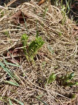 Image of Rhodiola stephanii (Cham.) Trautv. & Mey.