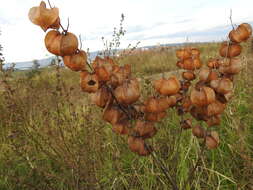 Plancia ëd Physalis nicandroides Schltdl.