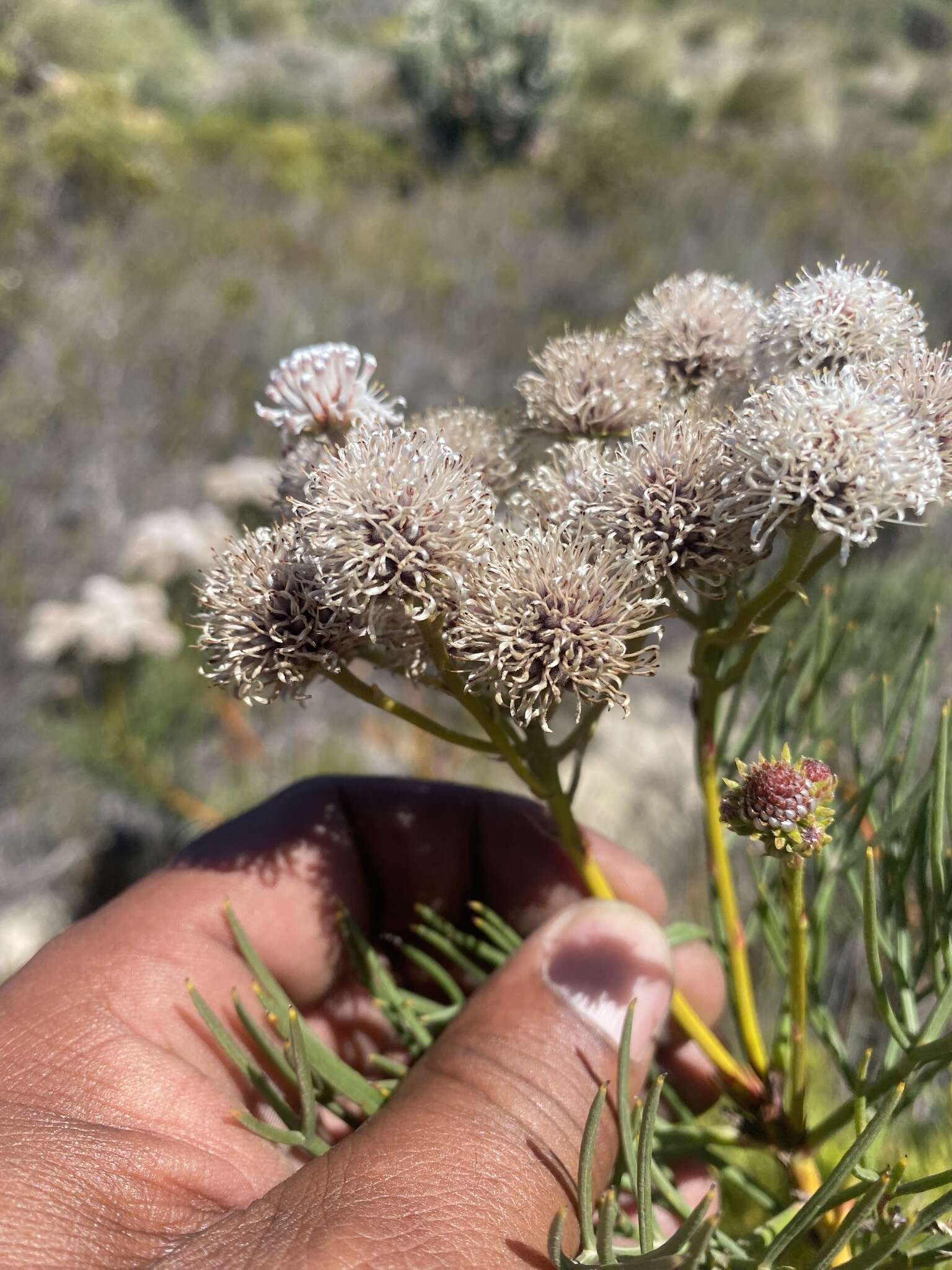 Image of Serruria triternata (Thunb.) R. Br.