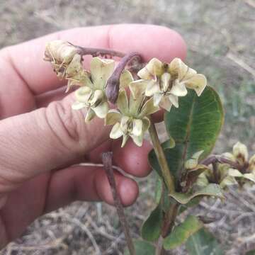 Image of Asclepias lynchiana M. Fishbein