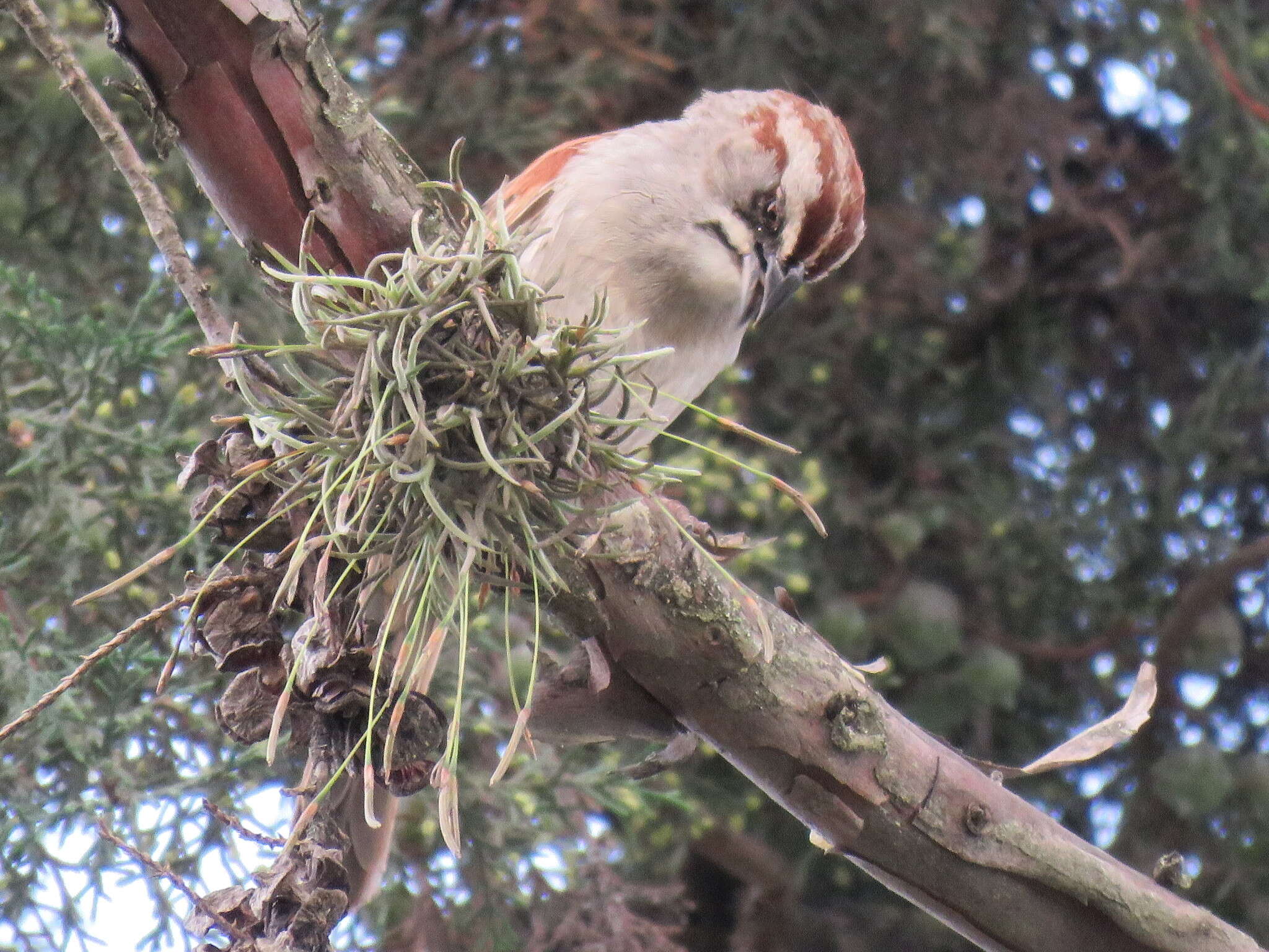 Image of Yungas Sparrow