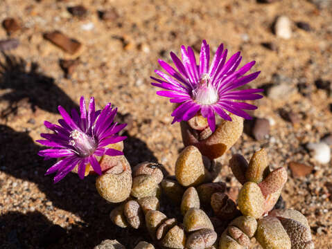 Image of Hammeria meleagris (L. Bol.) C. Klak