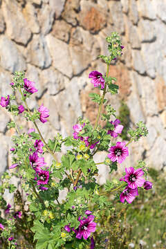 Imagem de Malva arborea (L.) Webb & Berth.