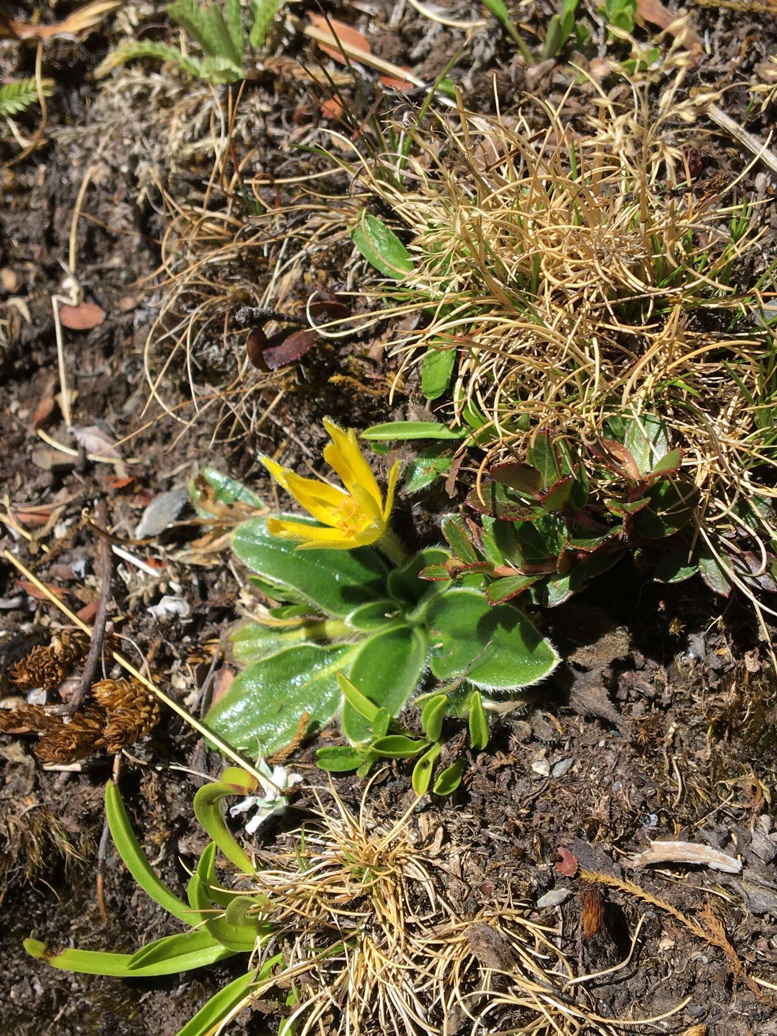 Imagem de Knowltonia integrifolia (DC.) Christenh. & Byng