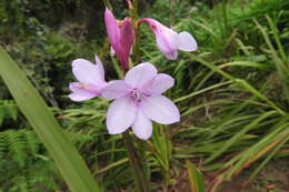 Image of Zephyranthes carinata Herb.