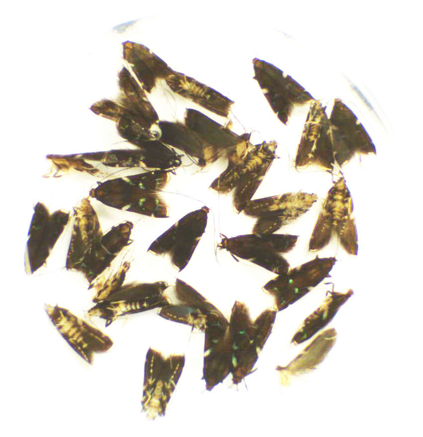 Image of Compsistis bifaciella Walker 1864