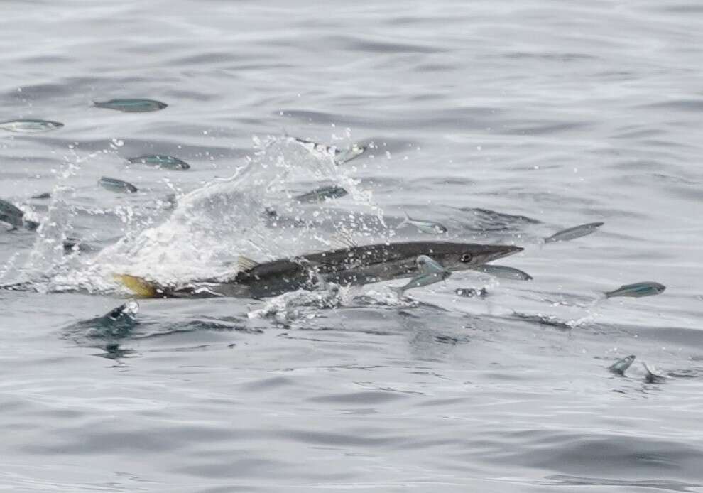 Image of Pacific barracuda