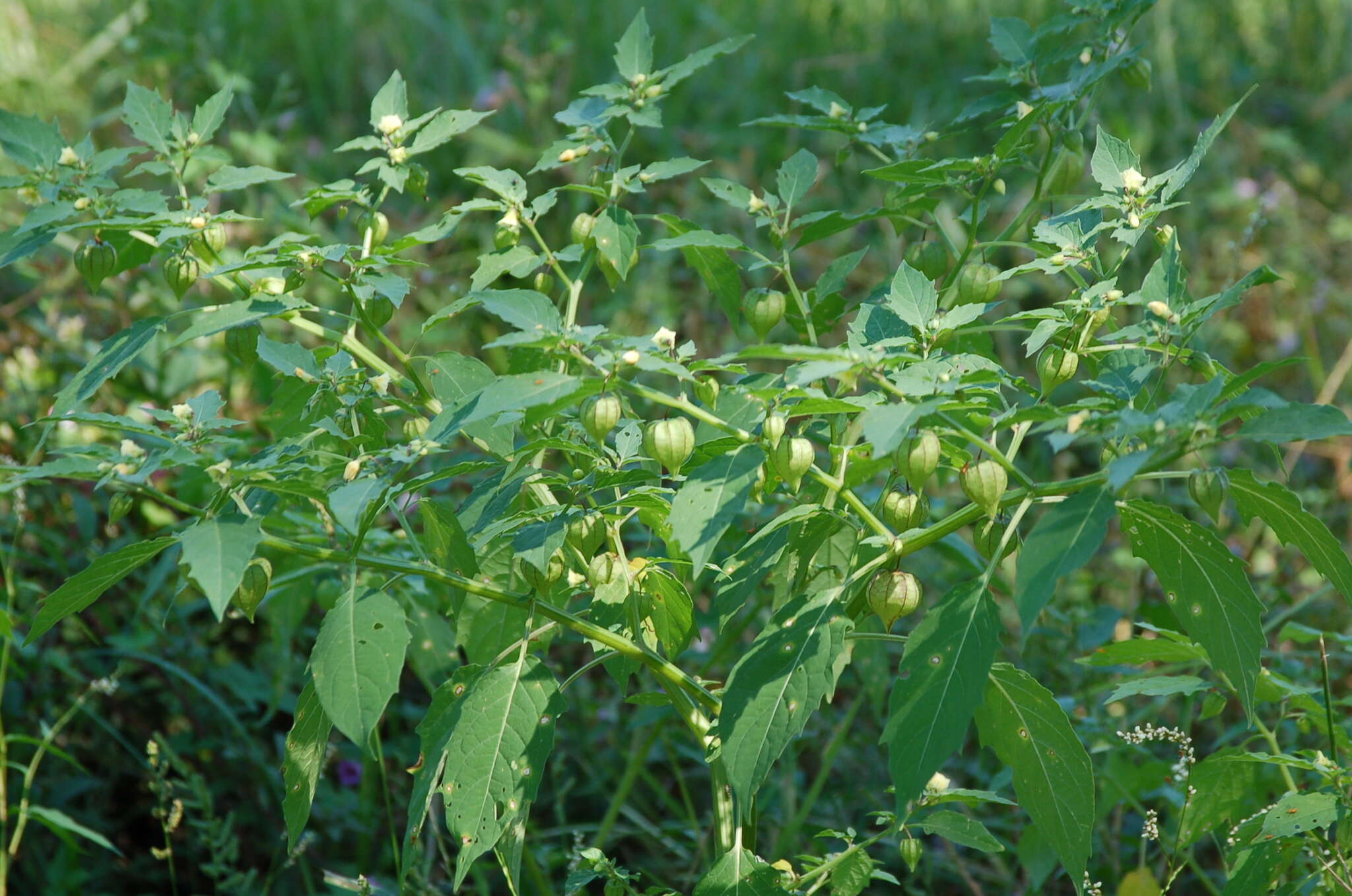 Physalis angulata L. resmi