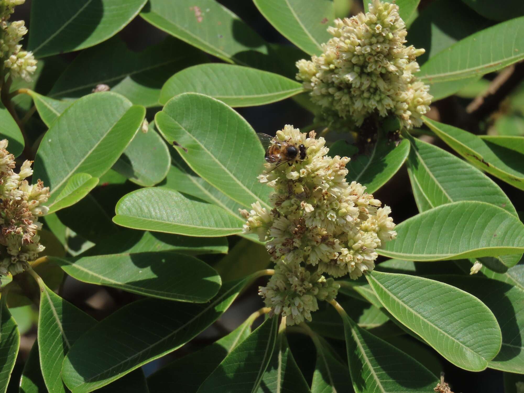 Image of Ozoroa obovata (Oliv.) R. & A. Fernandes