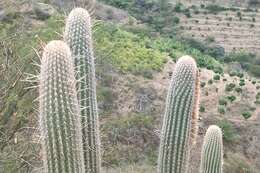 Image de Espostoa mirabilis F. Ritter