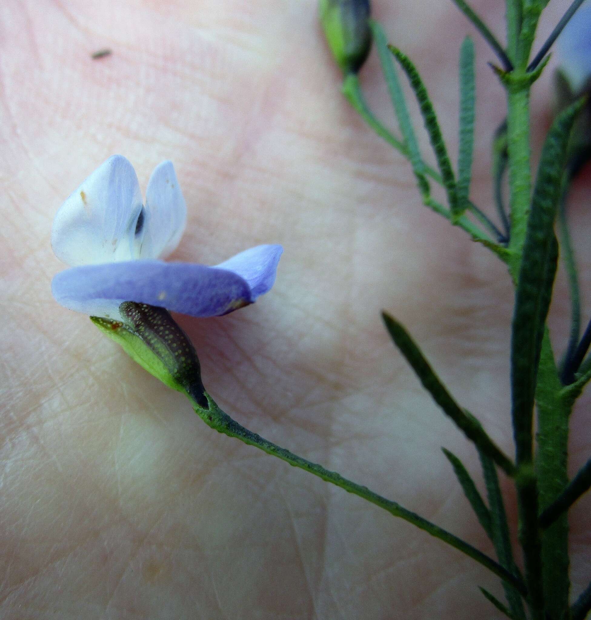 Image de <i>Psoralea forbesiae</i>