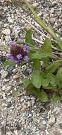 Prunella vulgaris subsp. vulgaris resmi