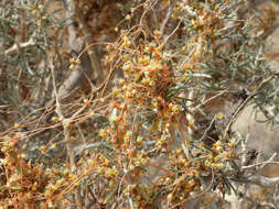 Image of <i>Cuscuta psorothamnensis</i>