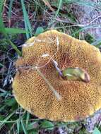 Image of Chicken Fat Mushroom