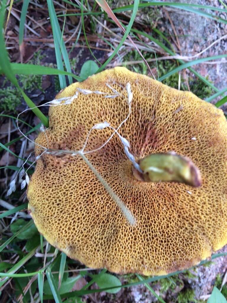 Image of Chicken Fat Mushroom