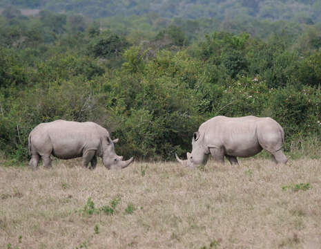 Image of White Rhinoceros