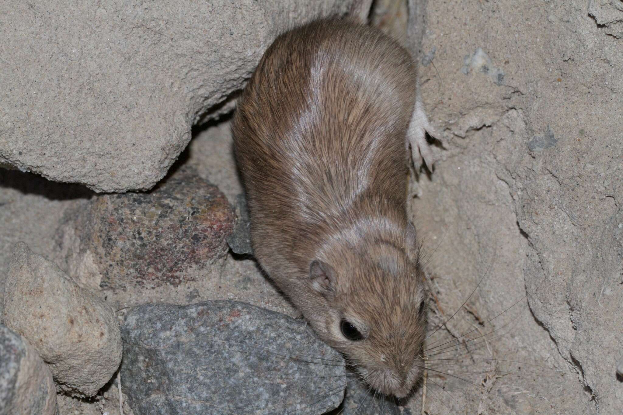 Image of Chaetodipus rudinoris (Elliot 1903)